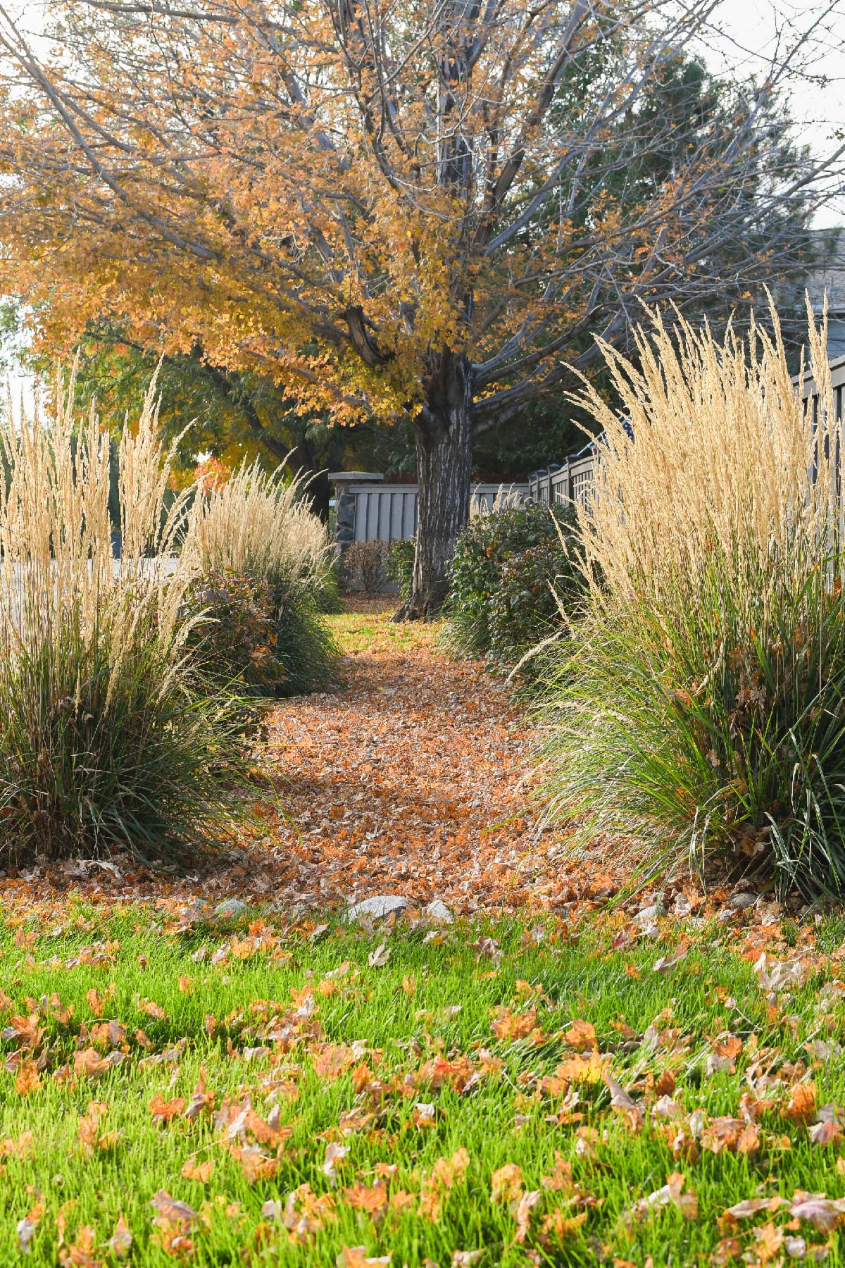 Tree dropping yellow leaves onto a grass lawn framed by a pathway of tall ornamental grasses.