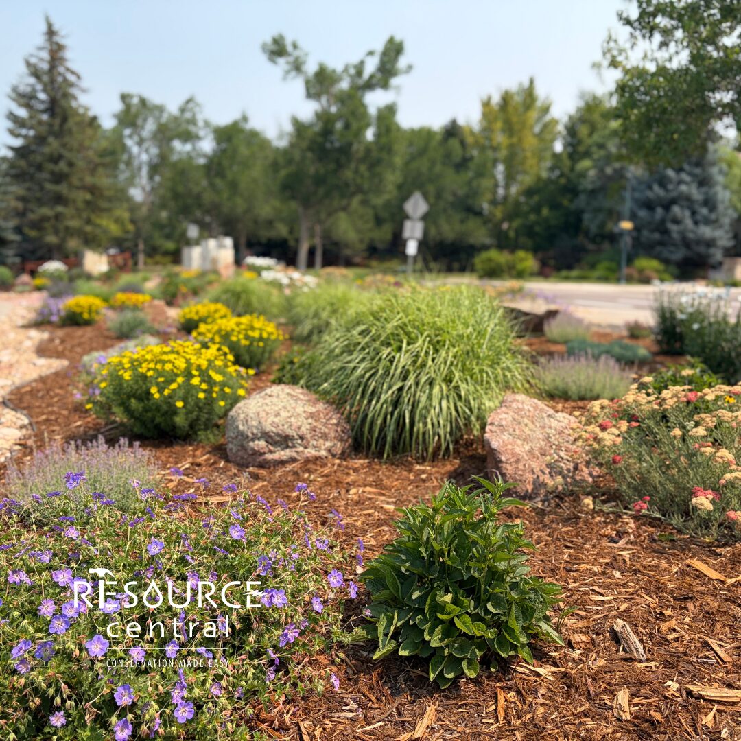 Garden bed with yellow and purple flowers, small green shrubs and grasses, and wood mulch, with a residential street and trees in the background. A small white icon reads “Resource Central.”