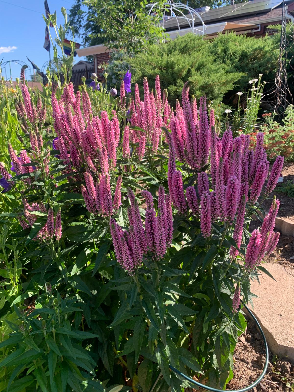 A cluster of tall, bright pink veronica spires blooms in a garden bed alongside lush green foliage.