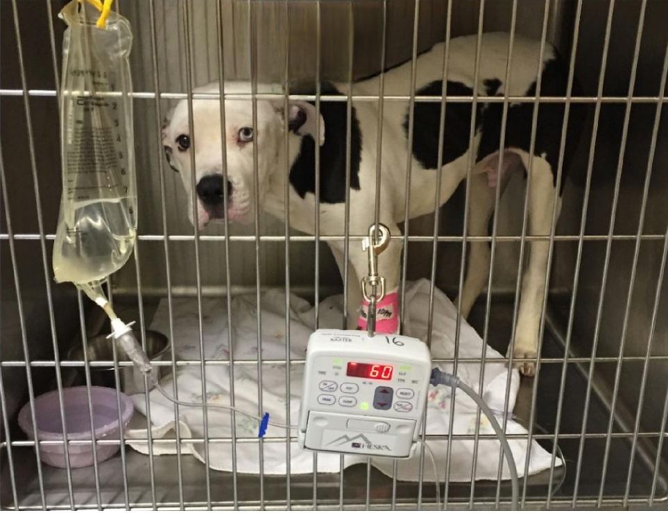 Information on Fatal Dog Illness