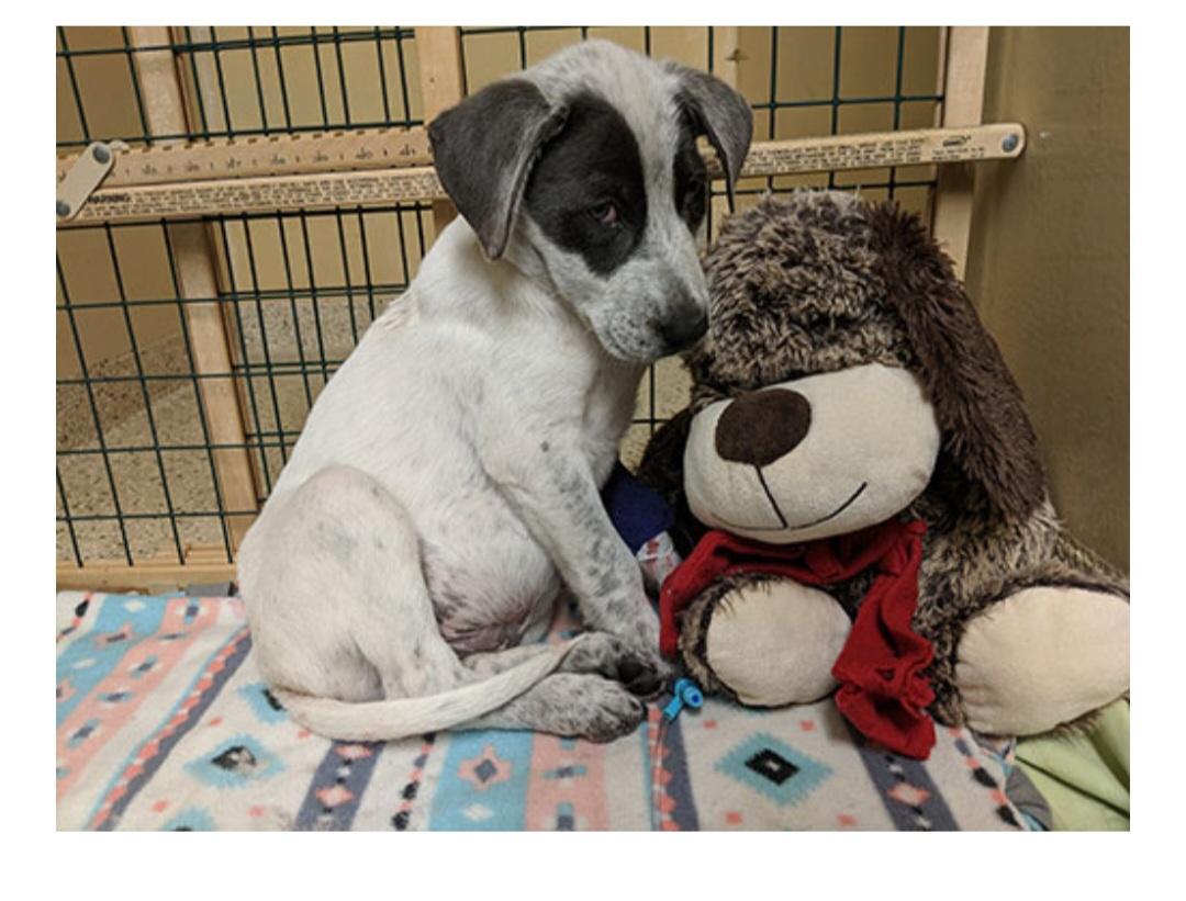 Information on Fatal Dog Illness
