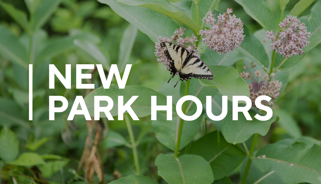 Yellow-and-black Eastern Tiger Swallowtail sips nectar from pink milkweed flower