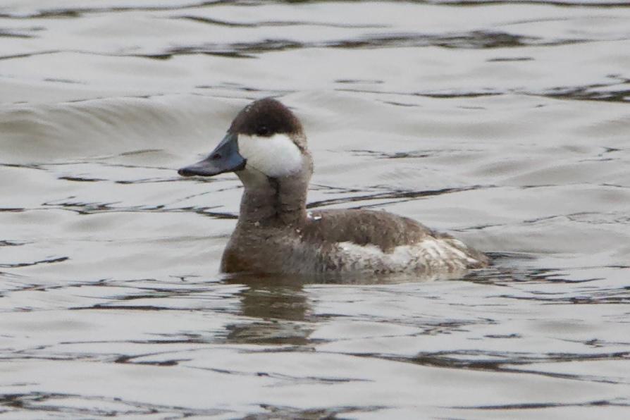 Photo of small duck with white cheek patch swimming on millpond