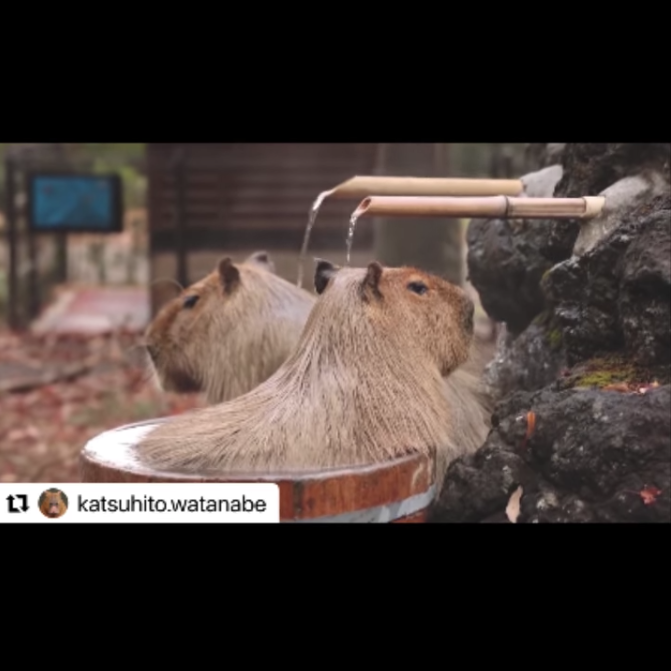 Thumbnail preview of an Instagram Reel. Two capybaras sit in a barrel filled with water while water from a bamboo pipe flows down onto them