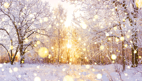 beautiful snowy winter landscape panorama with forest and sun. winter sunset in forest panoramic view. sun shines through snow covered trees 