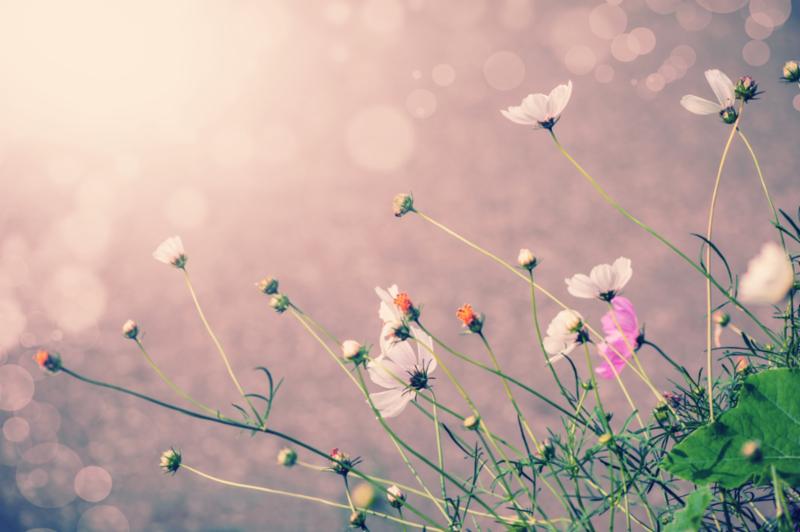 flowers_purple_background.jpg