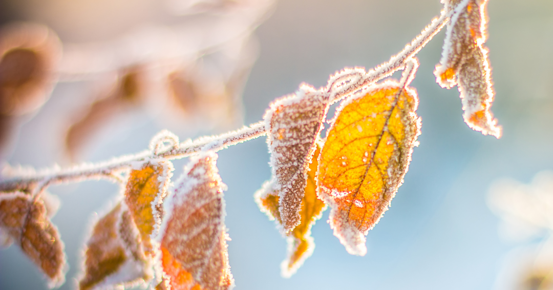 Yellow leaves with frost