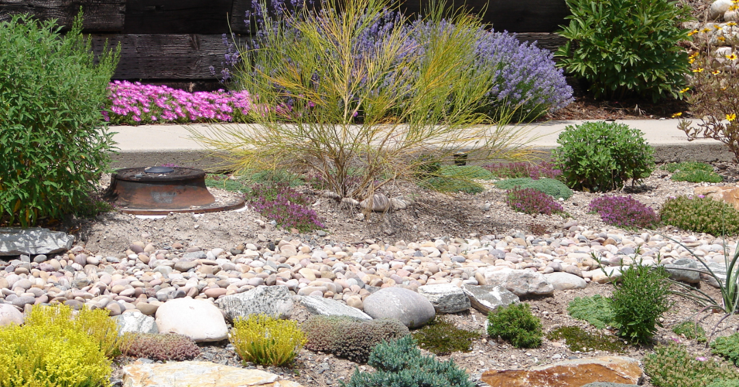 A xeriscaped lawn