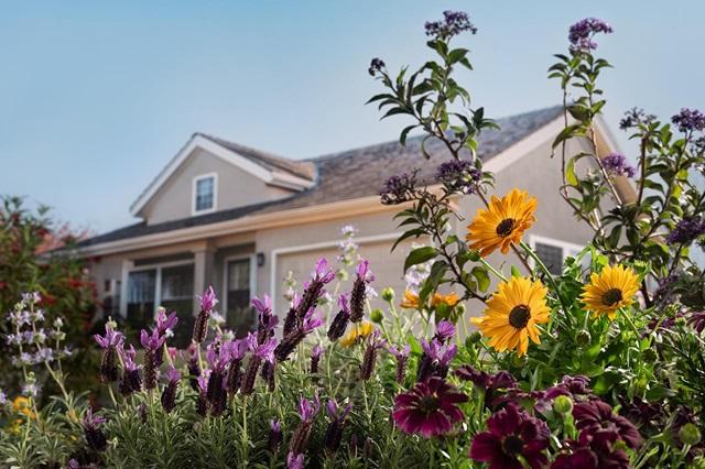 Yellow and purple drought tolerant plants in a front yard with a house in the background.