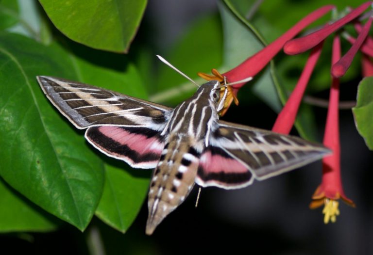Image of a butterfly on a big green leaf