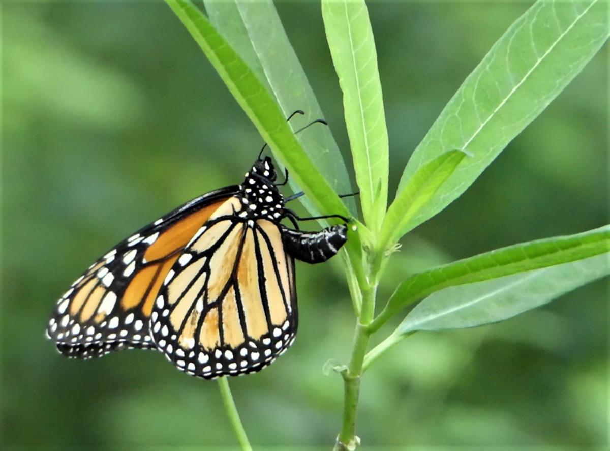 Close-up image of a monarch butterfly on tree leaves