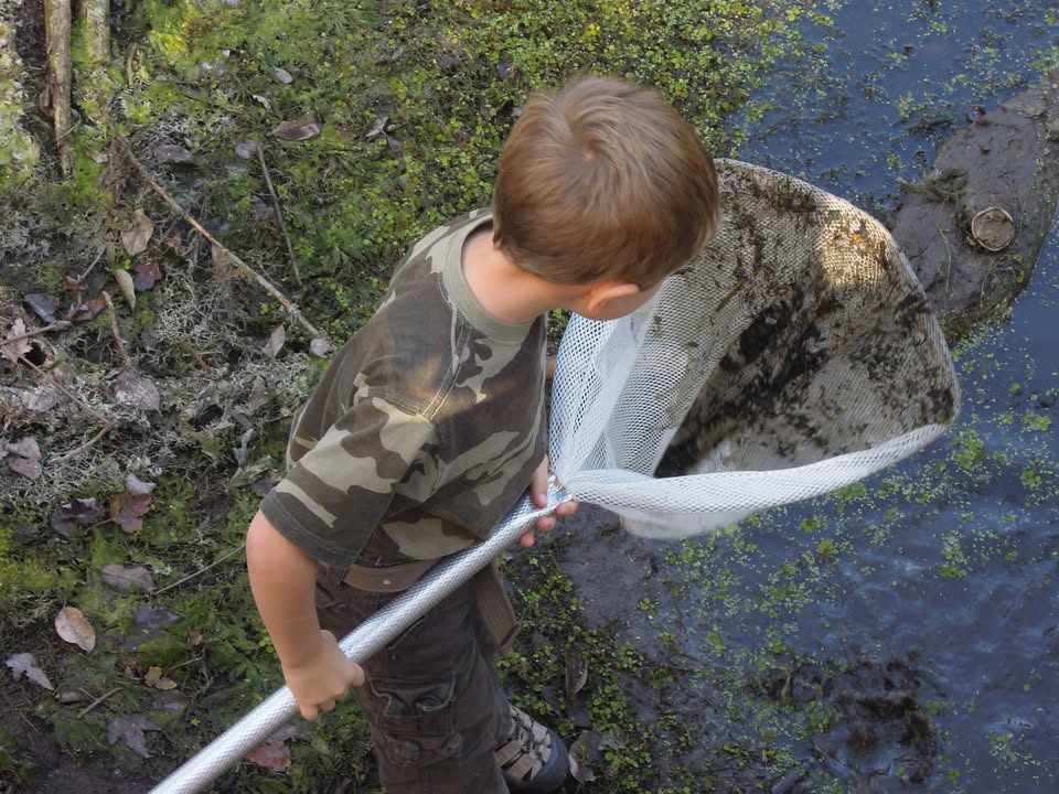Image of a young boy using a dipping net to collect small creatures in a murky riverbank 