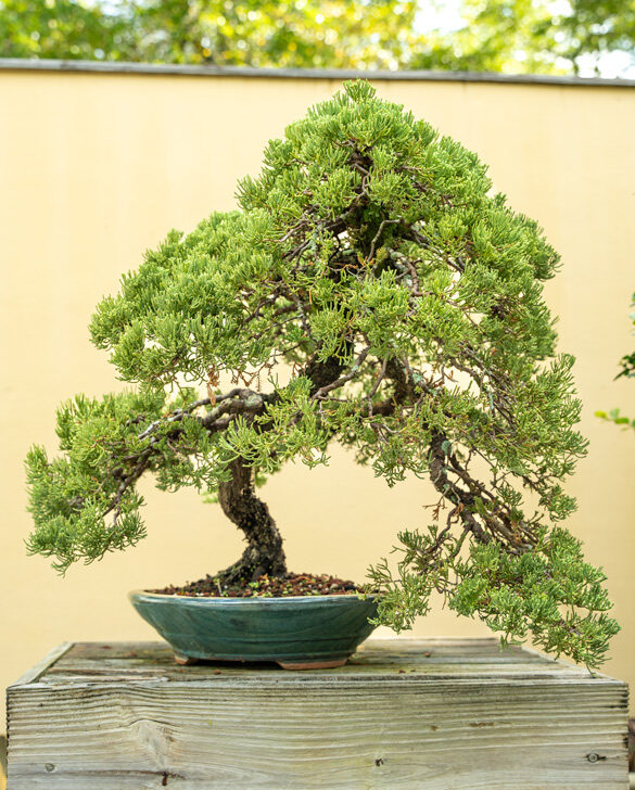 bonsai tree