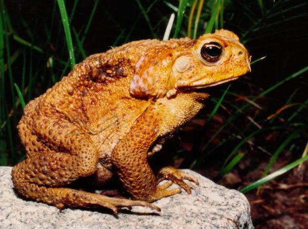 toad sitting on a rock