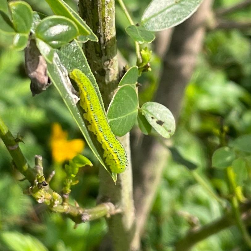 close up of a caterpillar on a plant