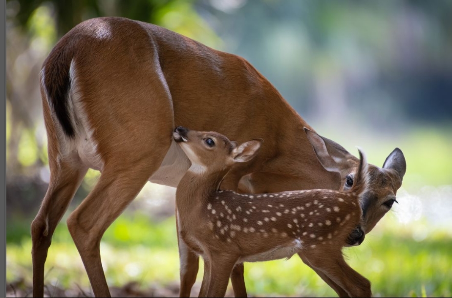 mother deer and baby deer
