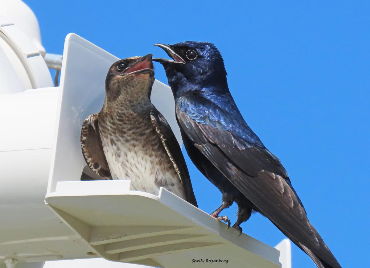 An image of two purple martins