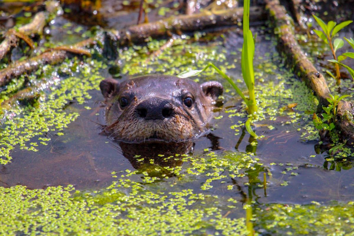 image of an otter in a swampy body of water