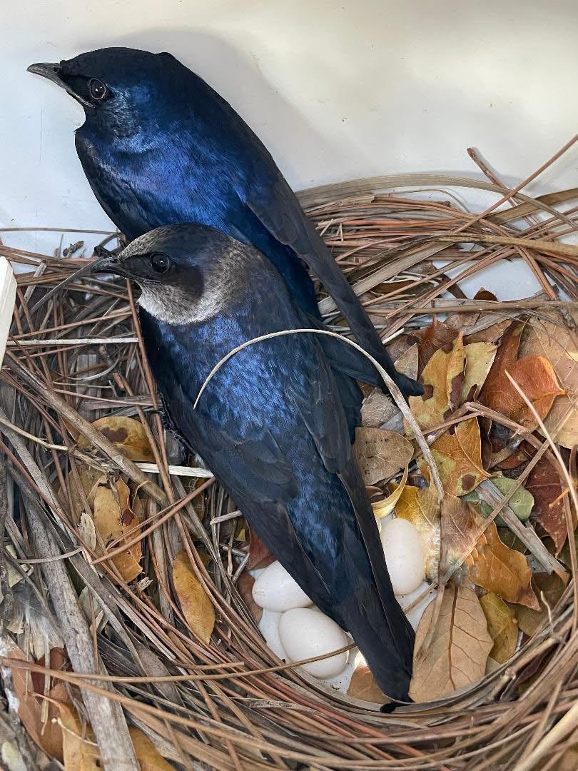 An image of two purple martins in a bird's nest
