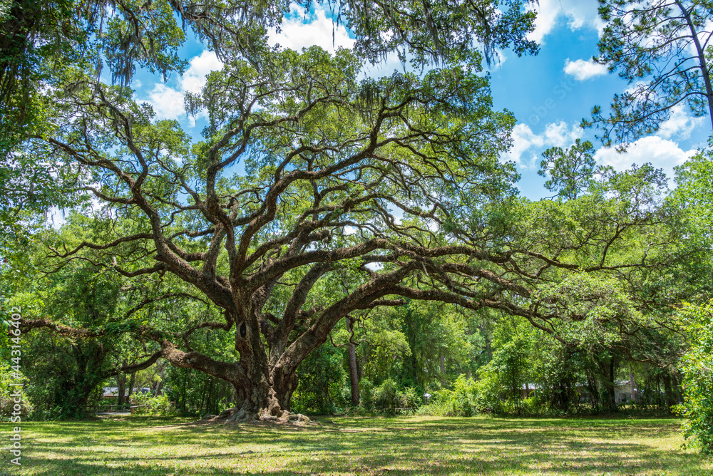 Image of a large oak tree on a sunny day
