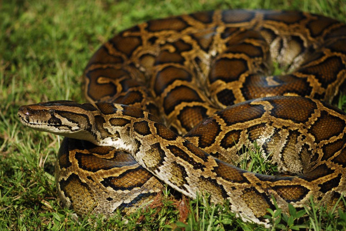 Image of a brown snake curled up in itself