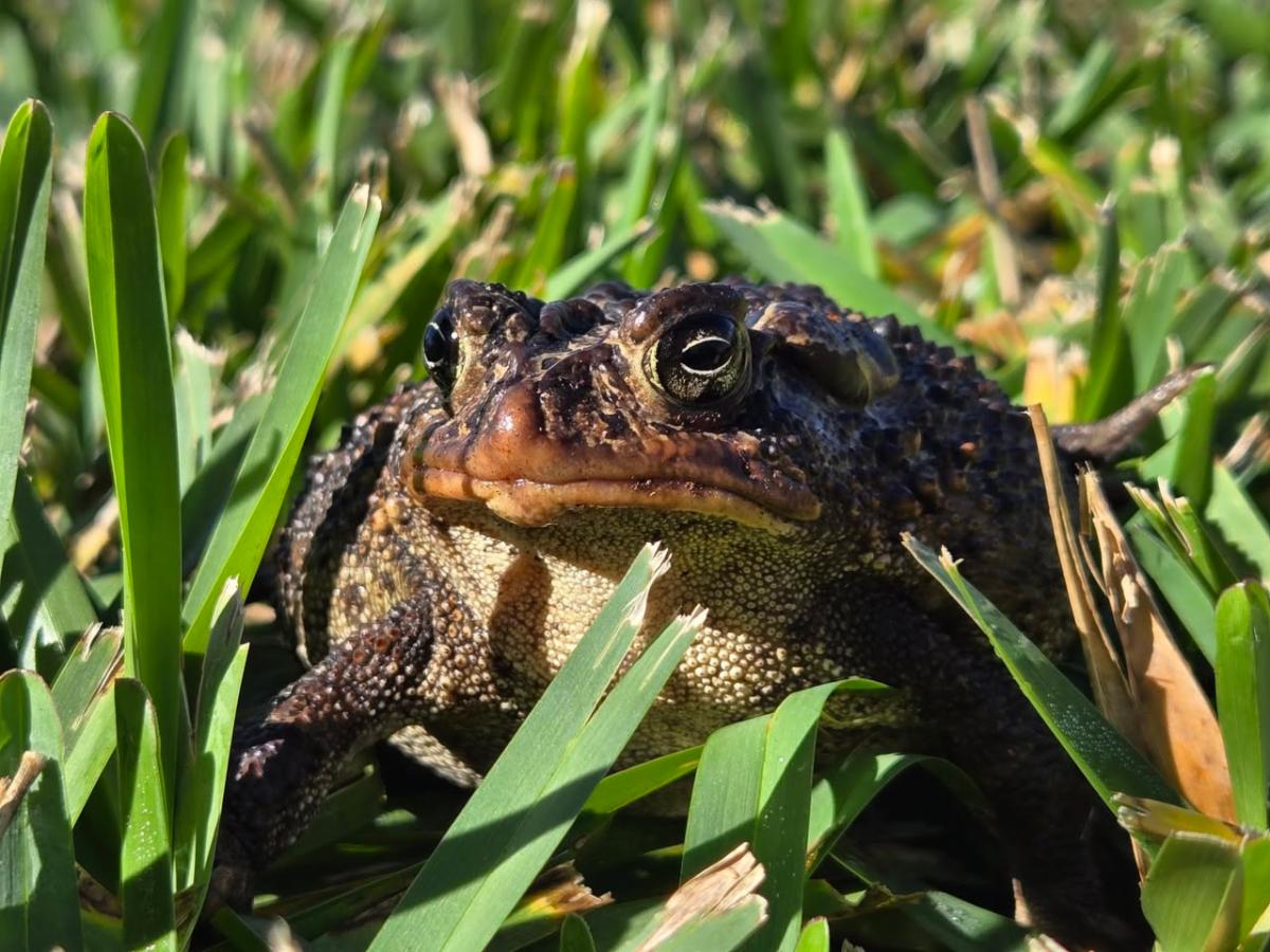 frog