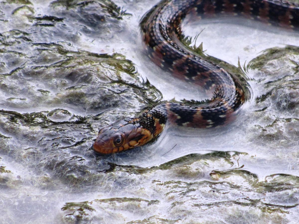 Image of a brown snake slithering through a body of water