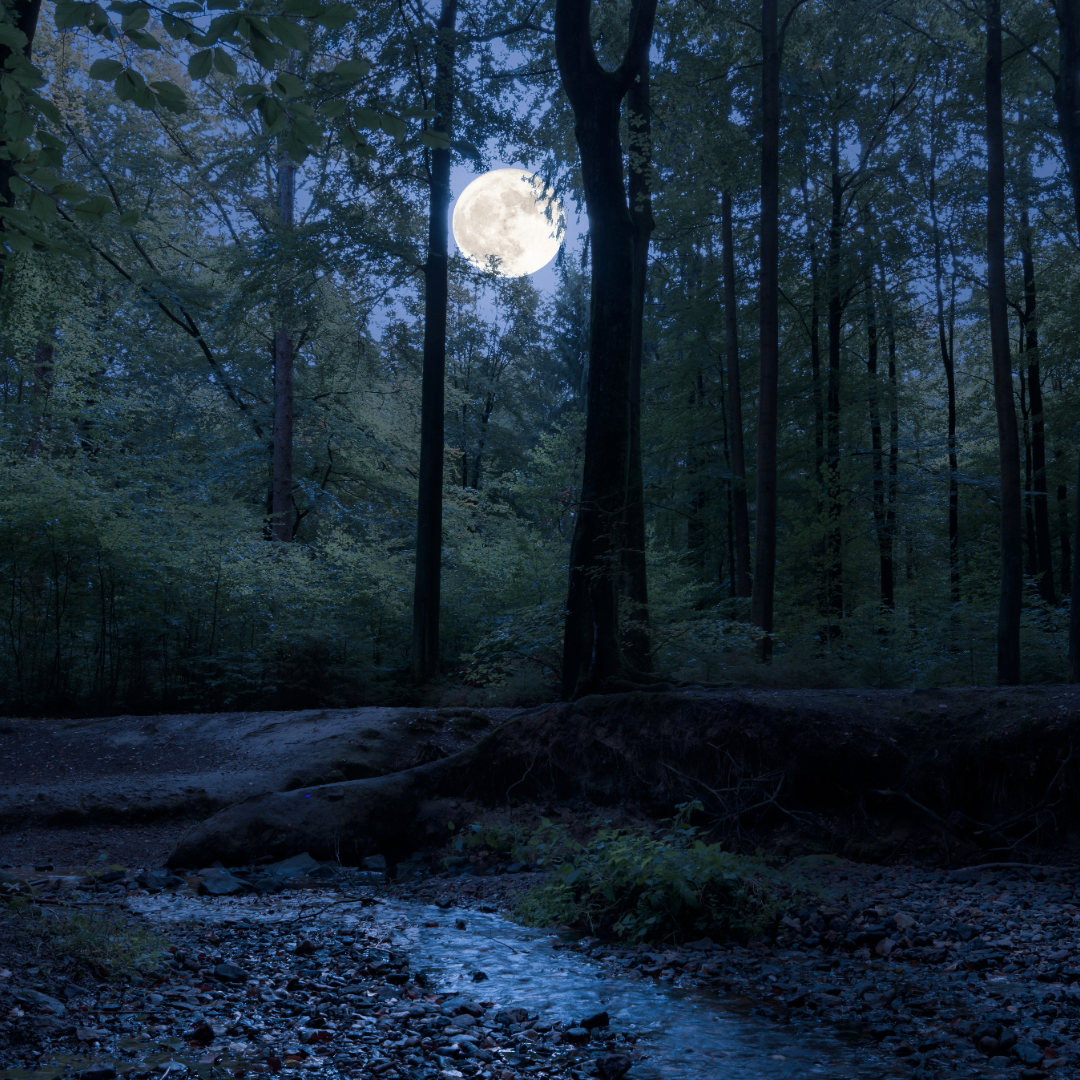 nature trail under moonlight