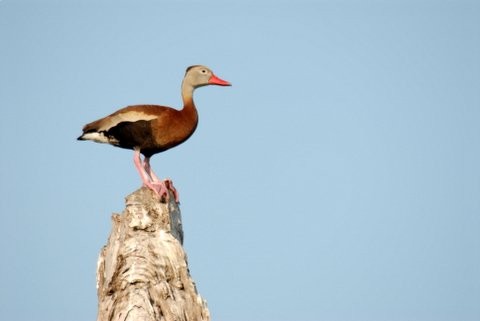 An image of a bird