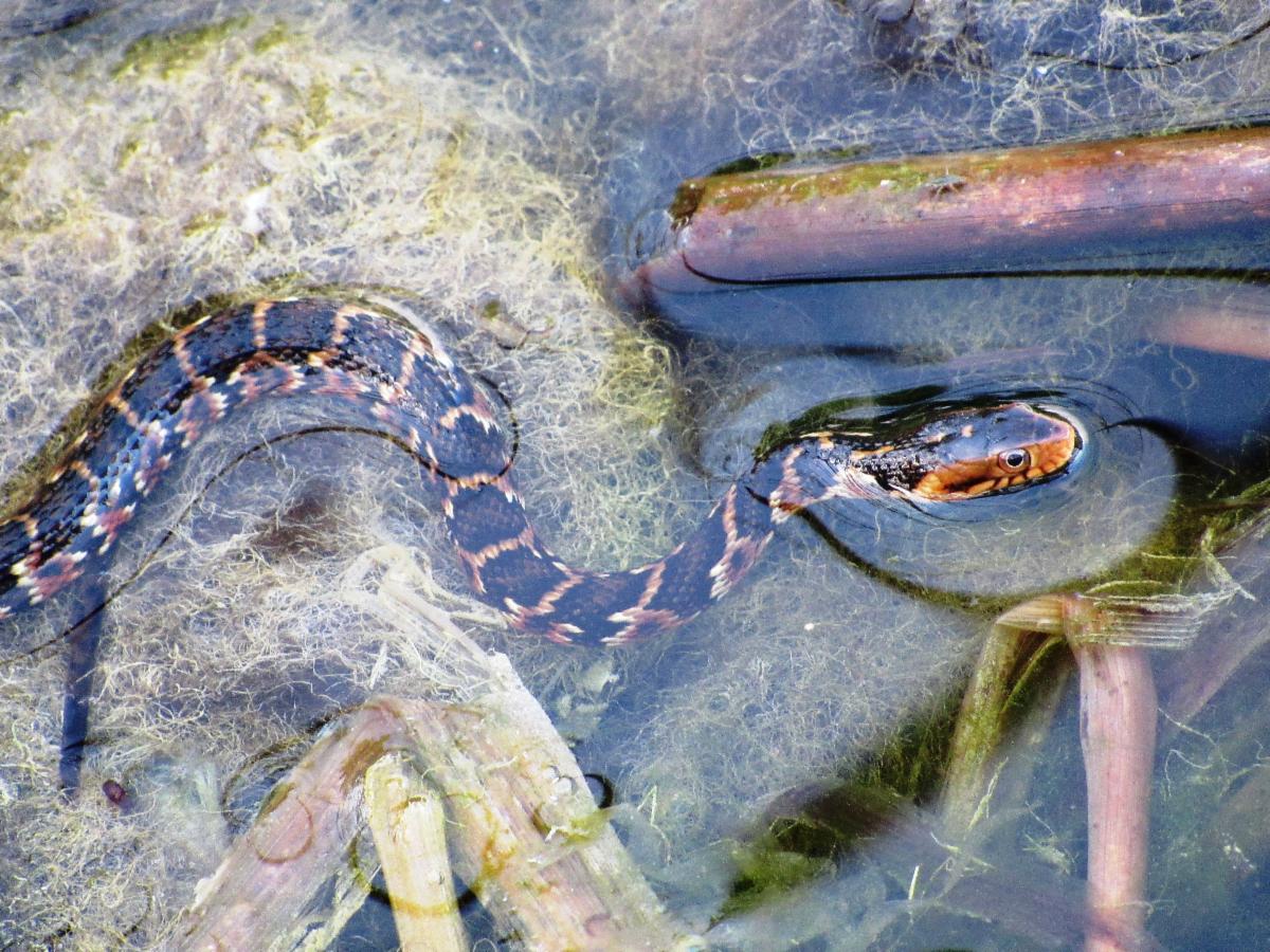 Image of snake partly submerged in water with its head above the surface.