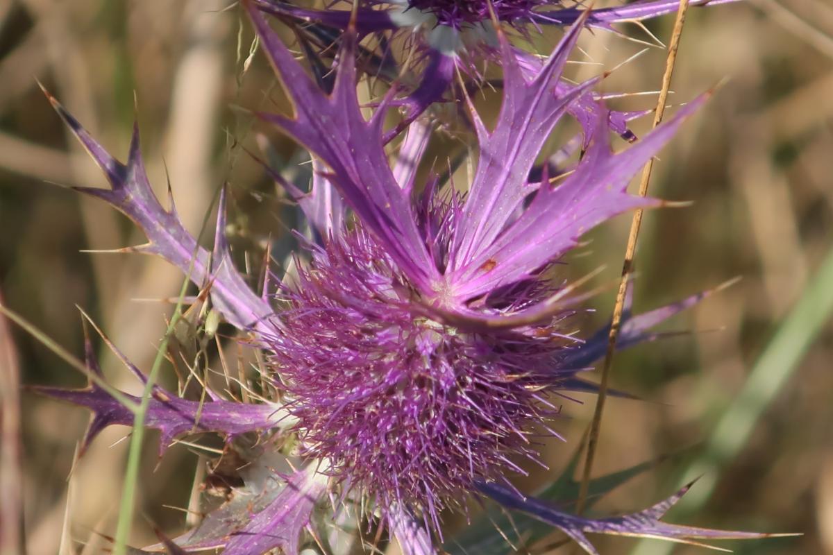 Eryngo