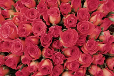 rose-bouquet.jpg