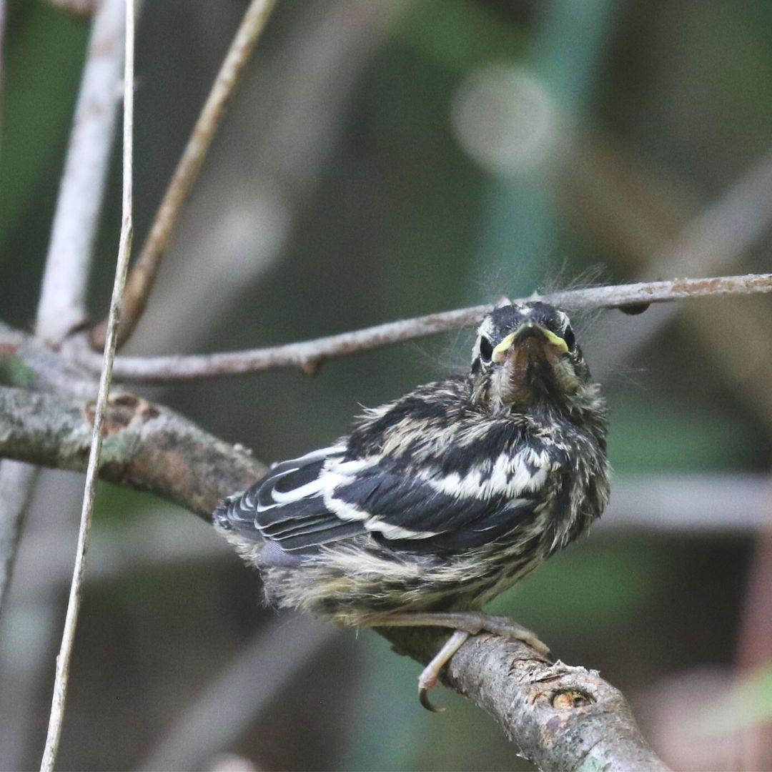 Sussex Bird Club_Feb24