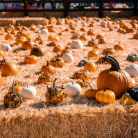 Harvest Festival at Suncadia