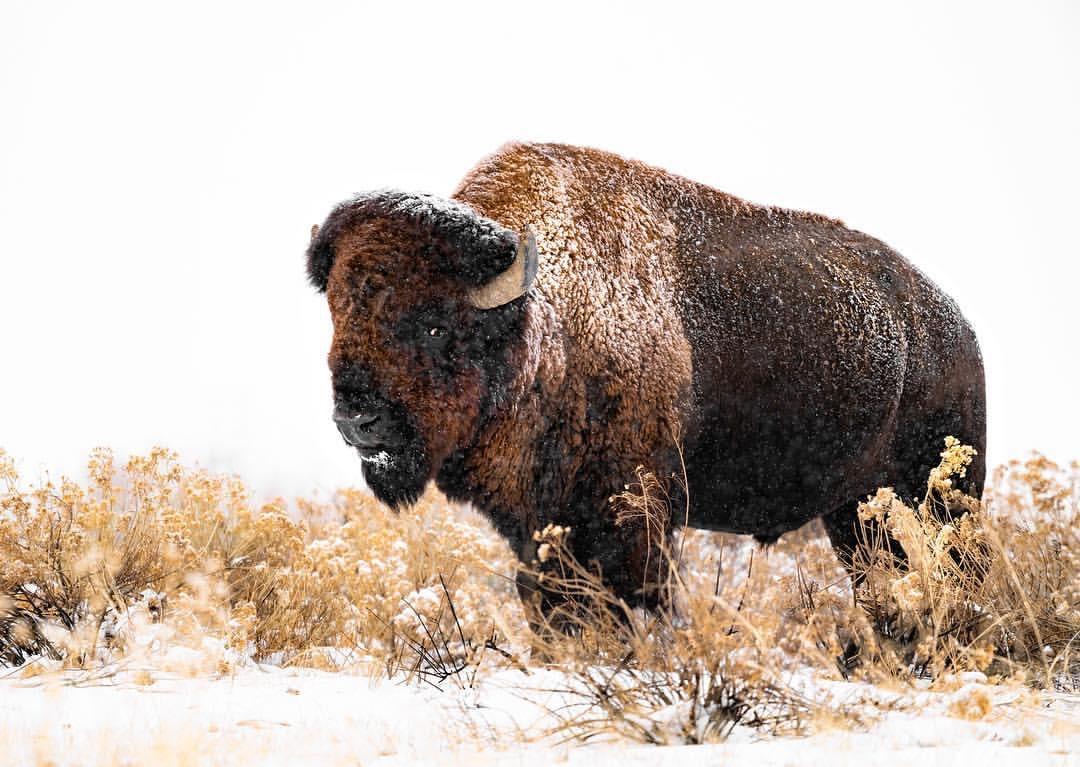 Your Chance to Hunt Alaska DEADLINE December 15th