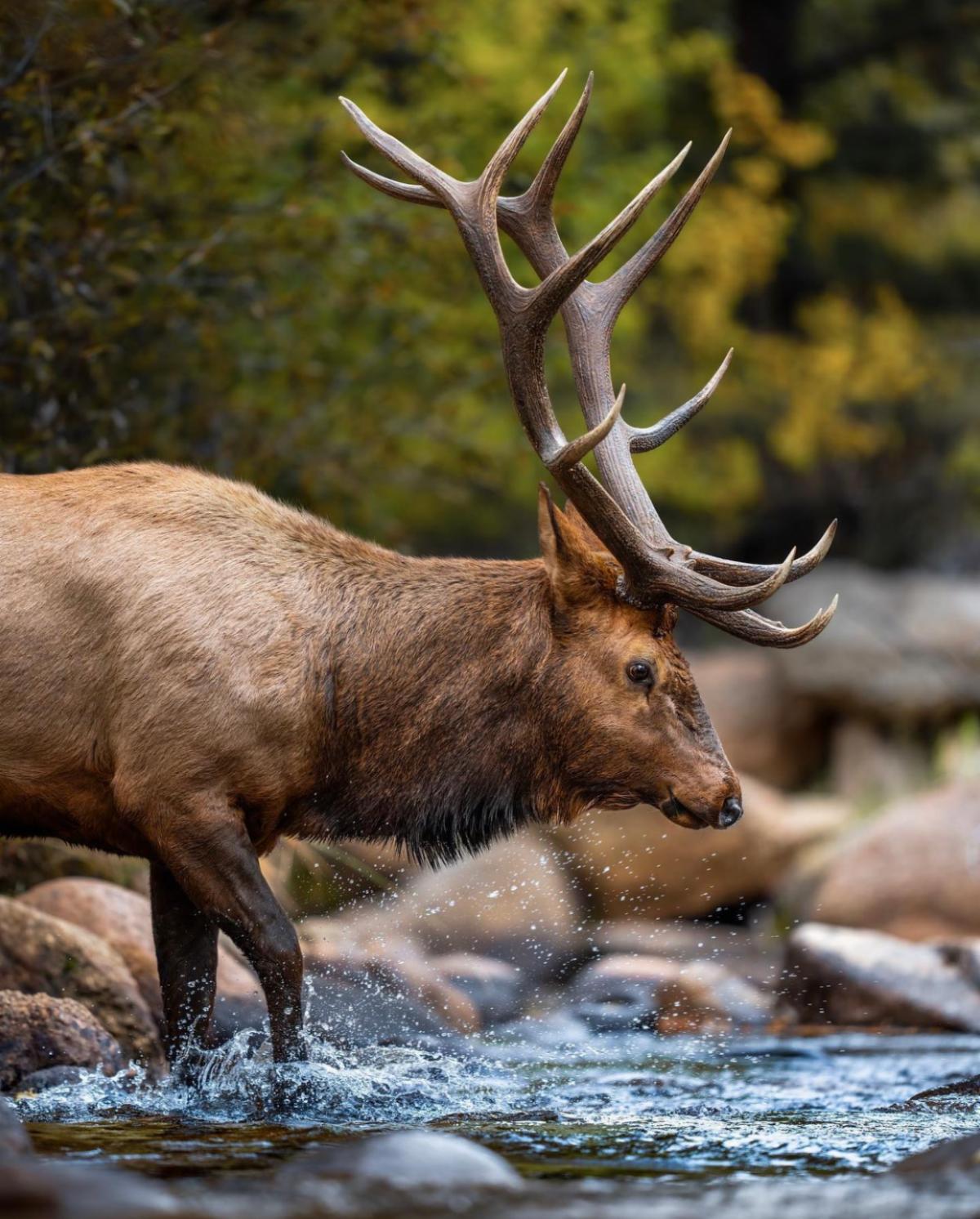 Reminder 2023 Elk Application Strategy Featured Trips