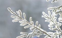 icy-branch-header.jpg
