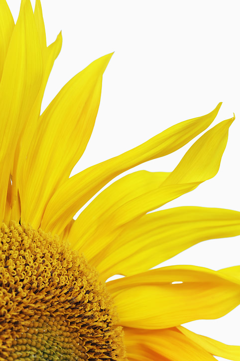 yellow_closeup_flower.jpg