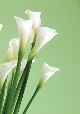 white-callalilies.jpg