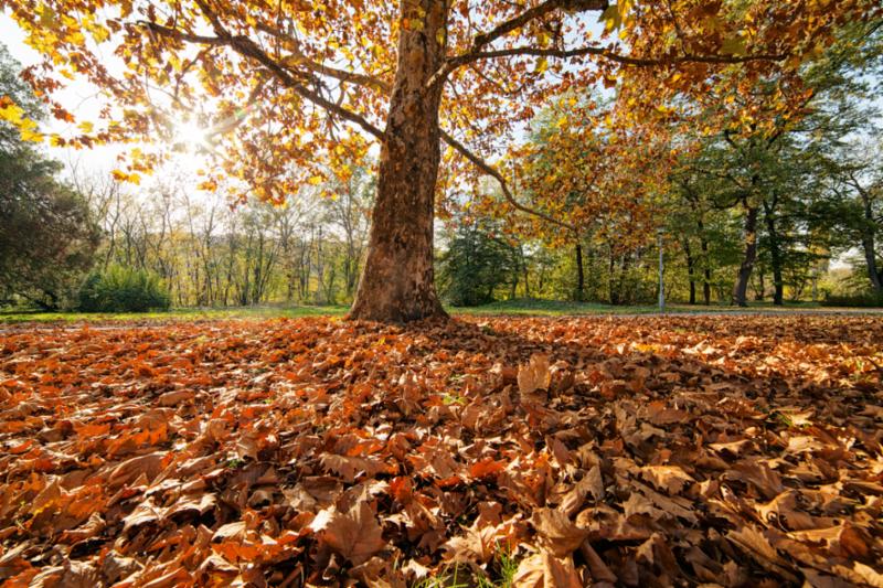 tree_with_fallen_leaves.jpg