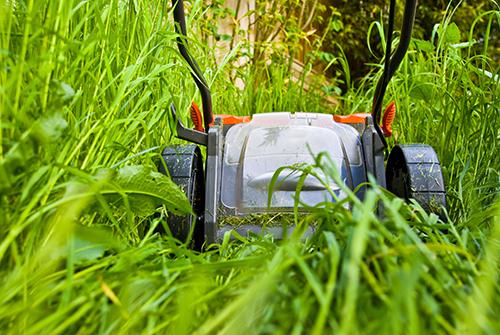 lawnmover in tall green grass