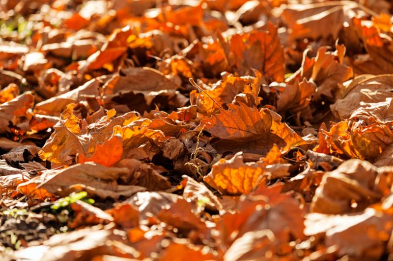 Orange and brown fall leaves in the ground