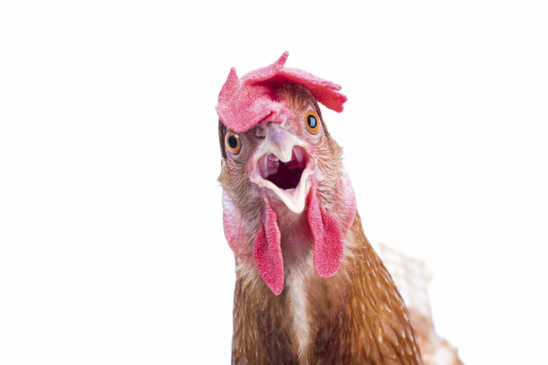 close up portrait full body of brown female eggs hen standing show beautiful plumagefeather isolated white background use for livestock and farm animals theme