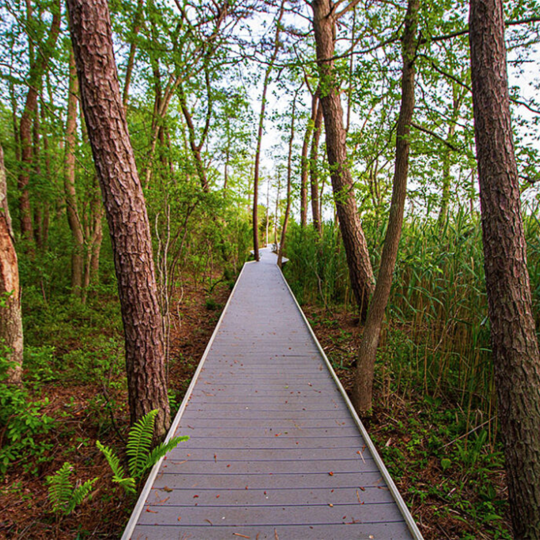 woodland hiking trail