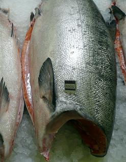 copper river king