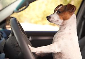 Driving Dog