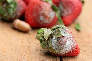 Rotting Berries