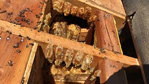 Bees_