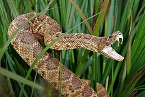 Rattle Snake
