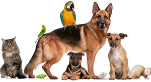 Group of Pets